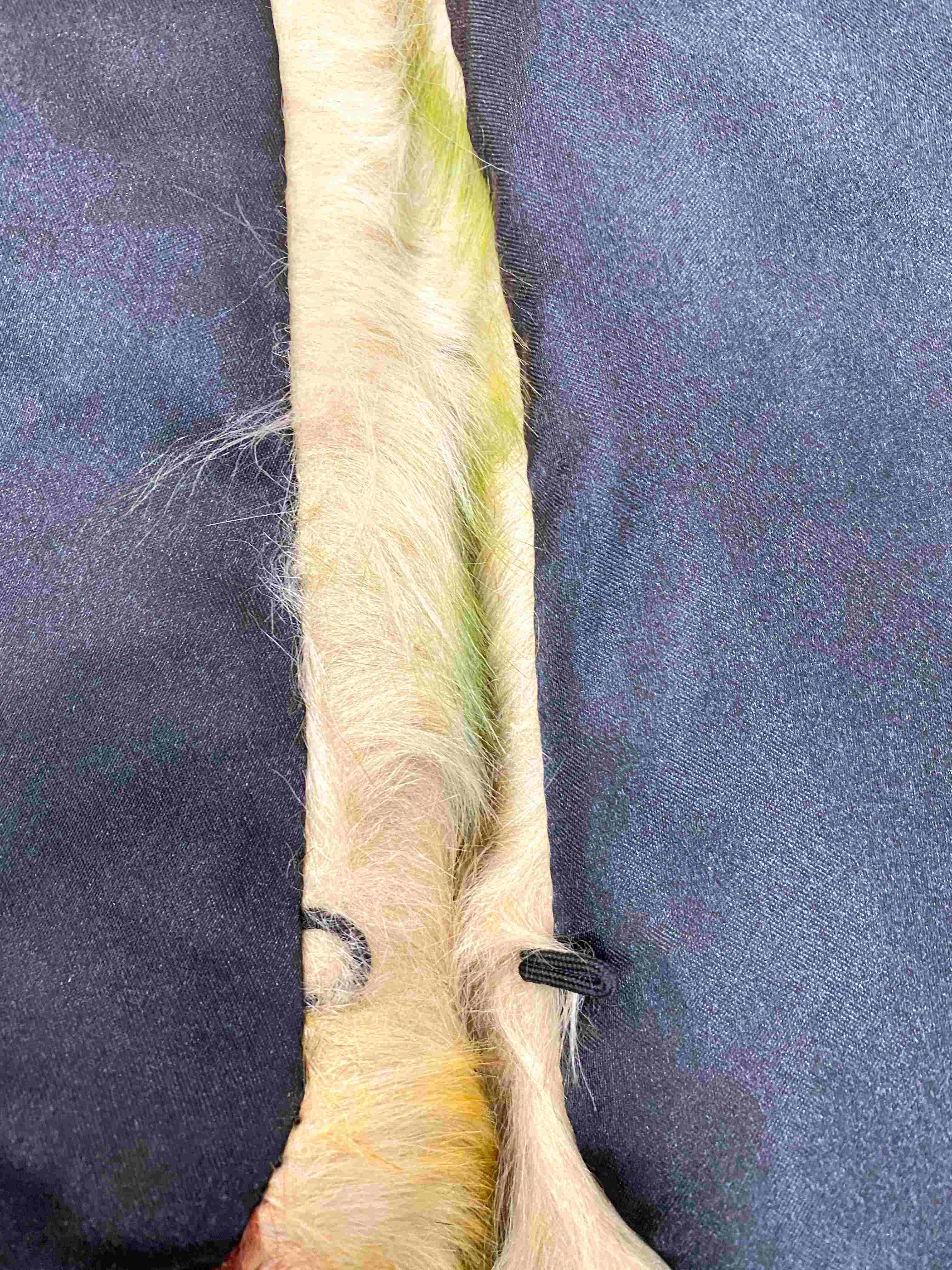 Col fausse fourrure (x6) 3,90€/unité | Grossiste-pro